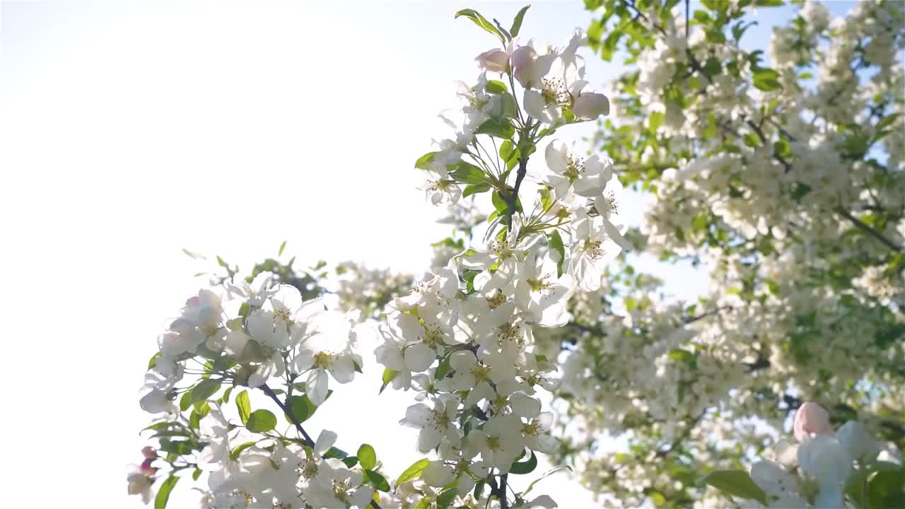 开花的苹果树与白色的花朵对着阳光明媚的天空与复制空间，春天的自然背景视频下载