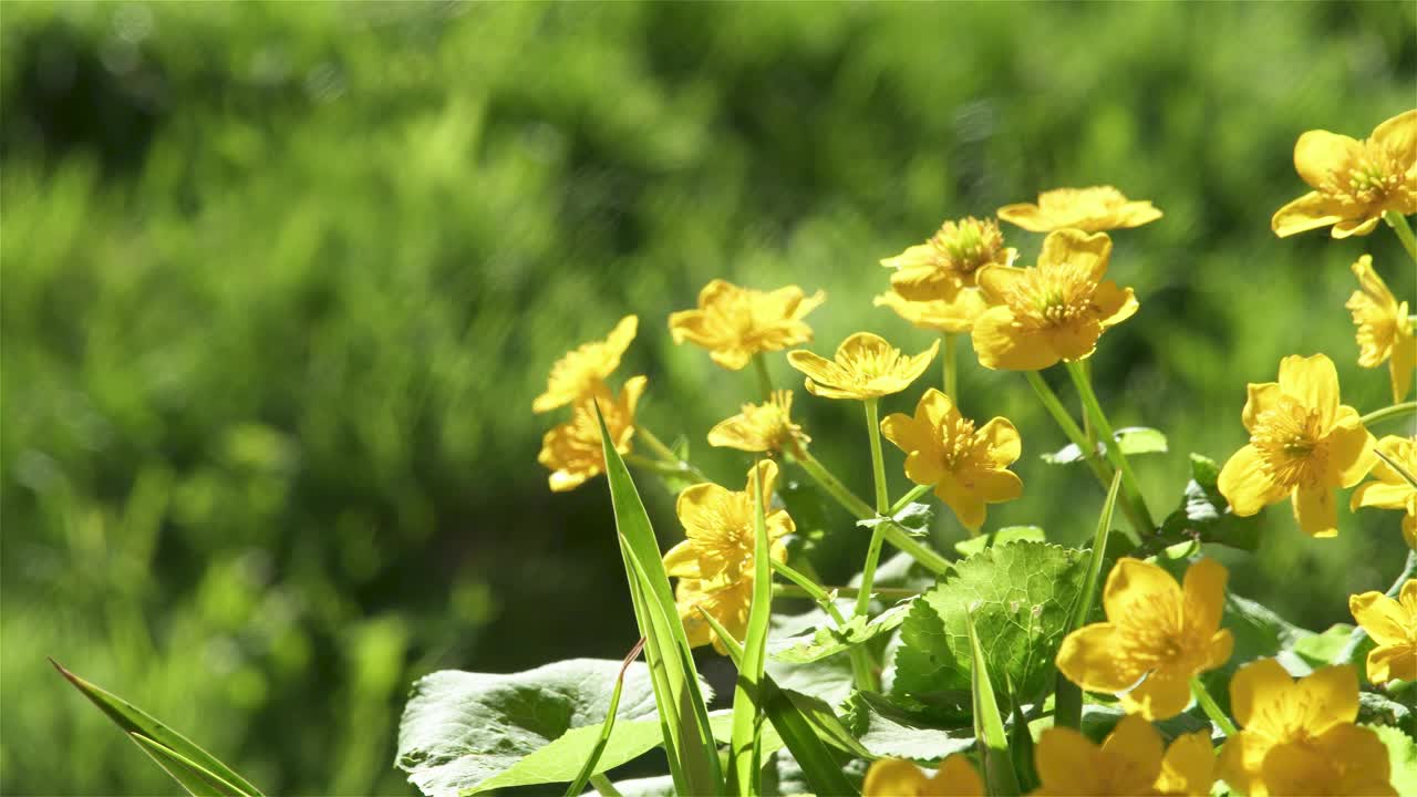 黄花沼泽万寿菊在微风中移动在清新的绿色春天的自然视频下载