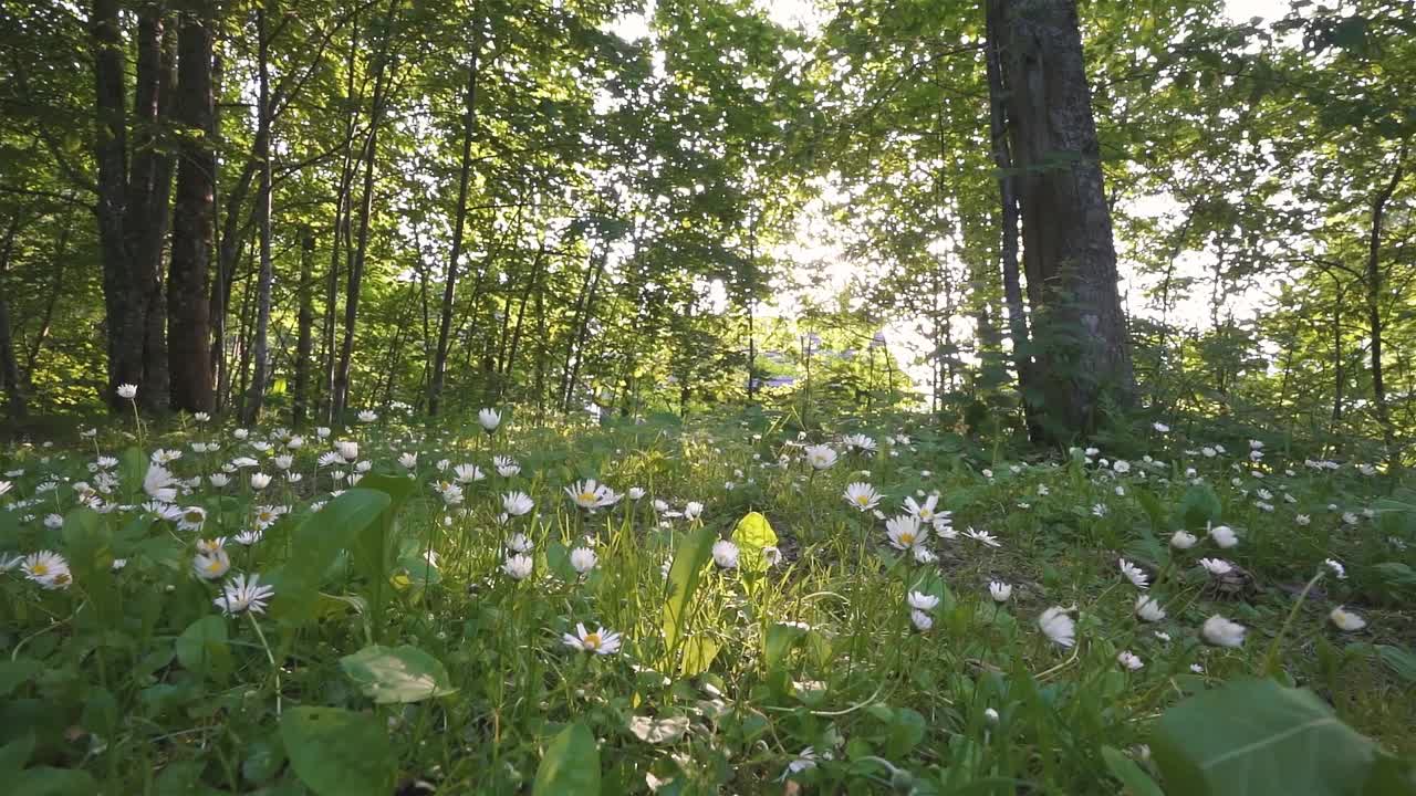 白色的雏菊花在绿色的森林自然在阳光明媚的春天，低角度特写镜头视频下载