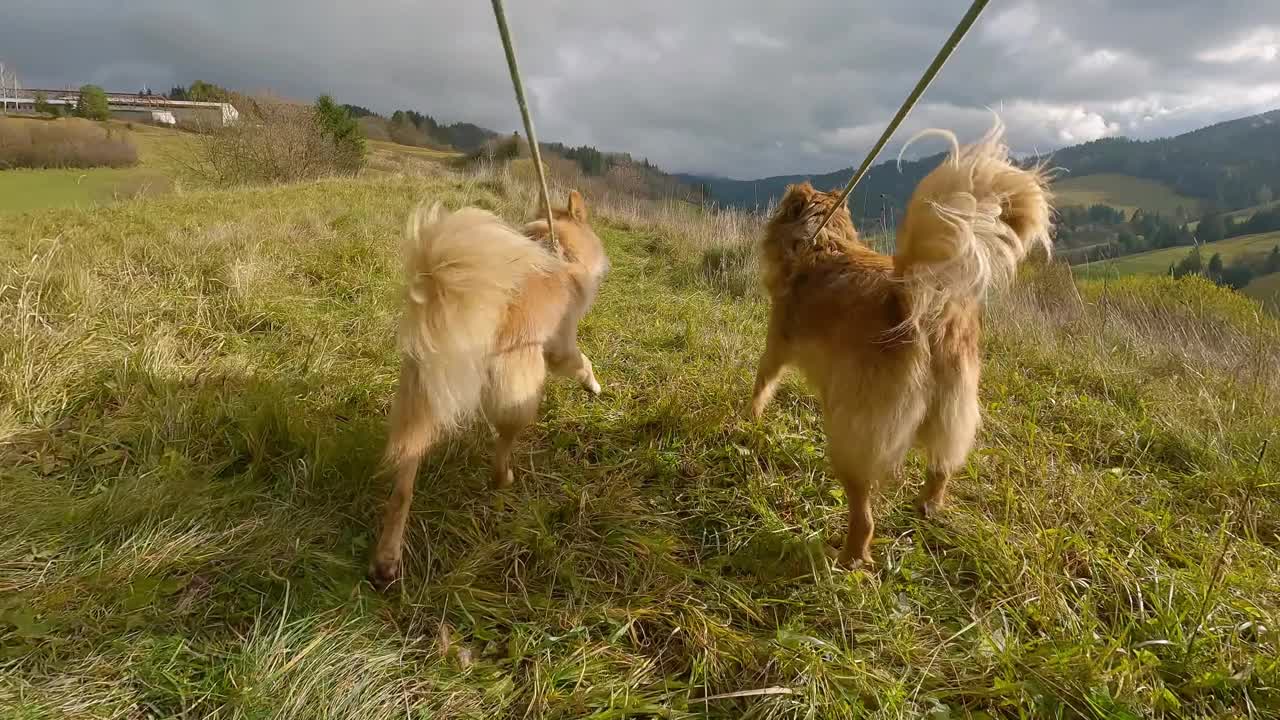 跟随两只棕色的狗在春天的大自然中摇着尾巴散步，低角度观察狗队视频下载