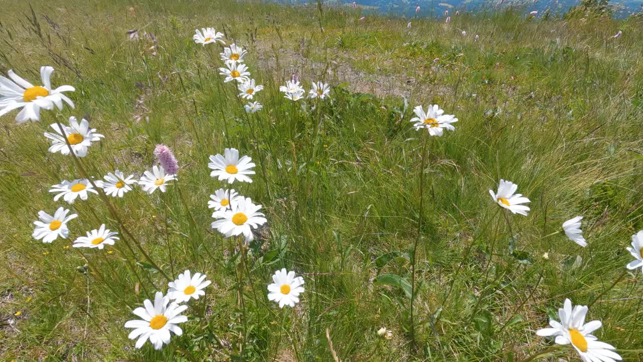 夏季开花的大自然，绿色的高山草甸上，白色的花朵在微风中绽放和移动视频下载