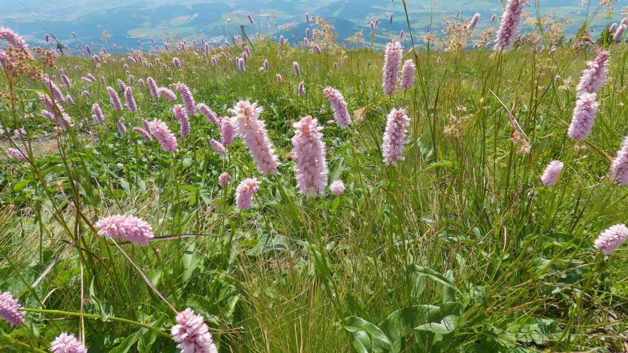在绿色的高山草地上，粉红的蛇根花在微风中绽放，是夏日的自然视频下载