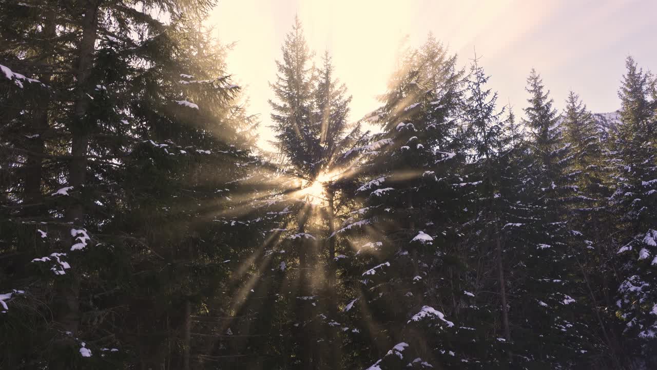 冬日森林里金色的阳光，雾蒙蒙的大自然里神秘的阳光视频下载