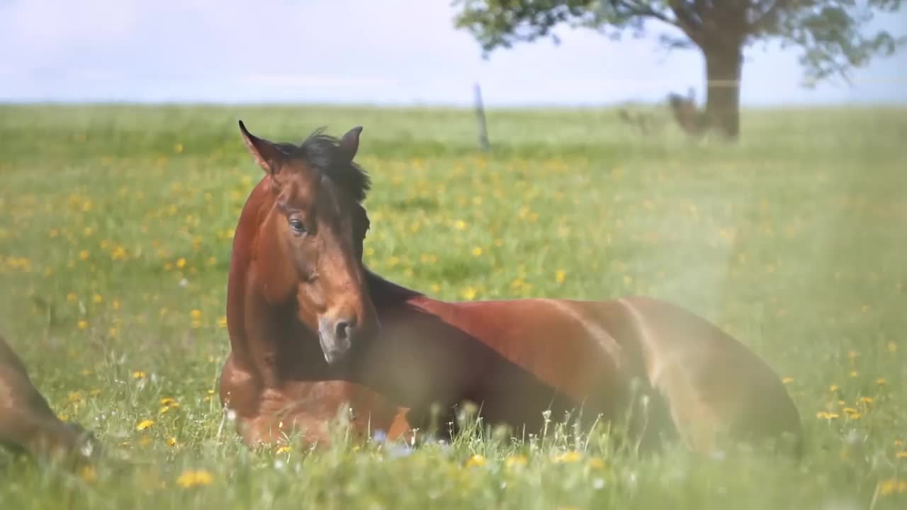 棕色的马躺在绿色的开花草地上，它的黑色鬃毛在夏天的自然中随风摆动视频下载