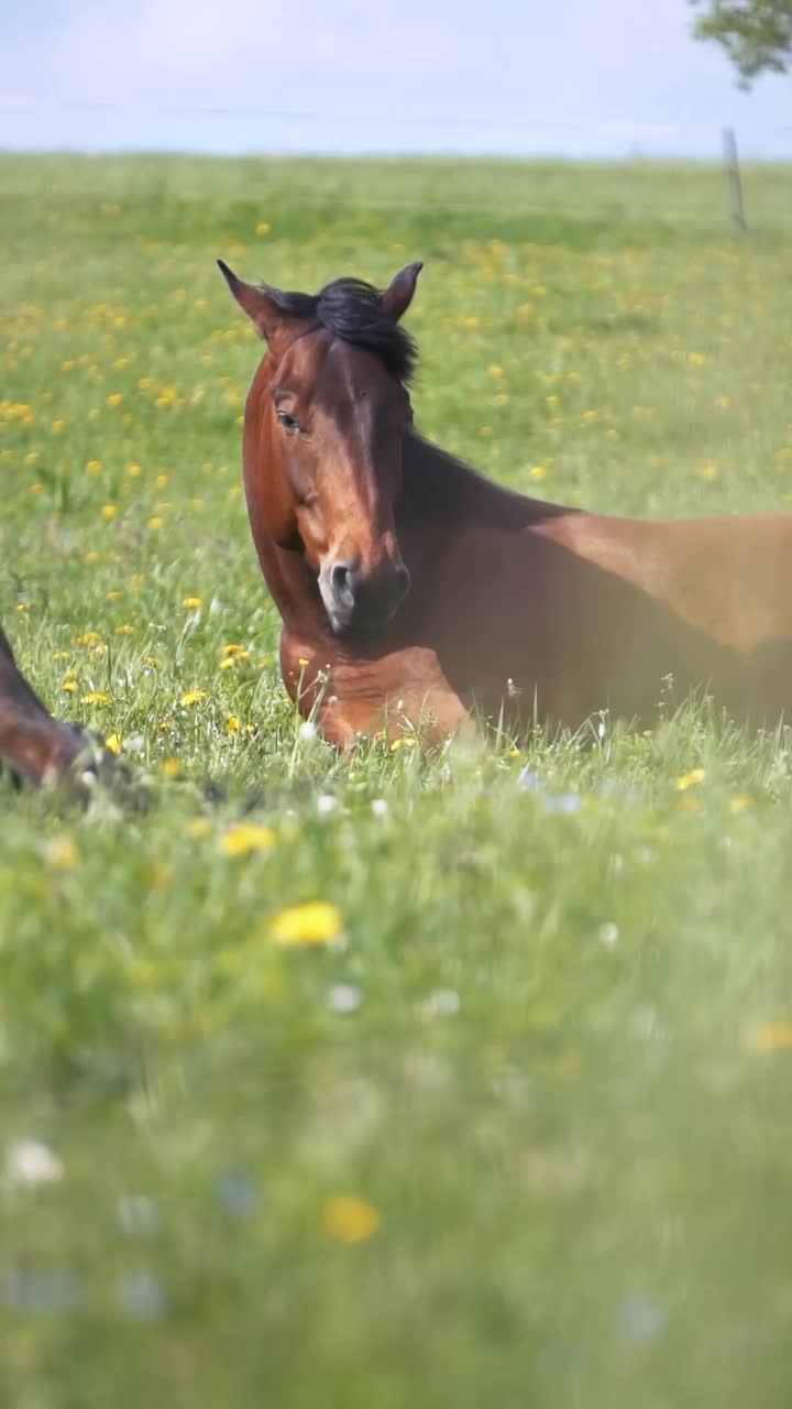 在夏季自然中，棕色的骑马躺在绿色的开花草地上视频下载