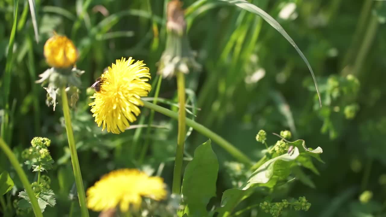 大黄蜂在绿色的春天草地上给黄色蒲公英花授粉的慢动作视频下载