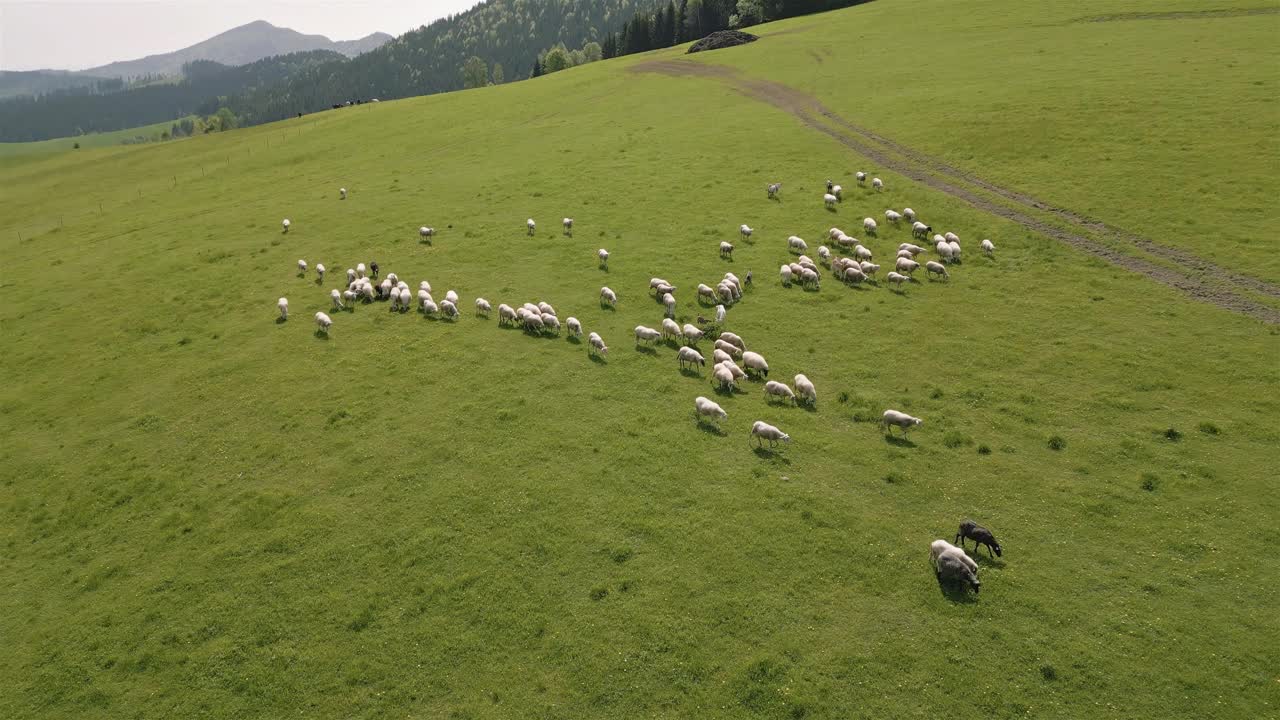 鸟瞰图，在阳光明媚的春天，羊群在绿色的牧场上吃草视频下载