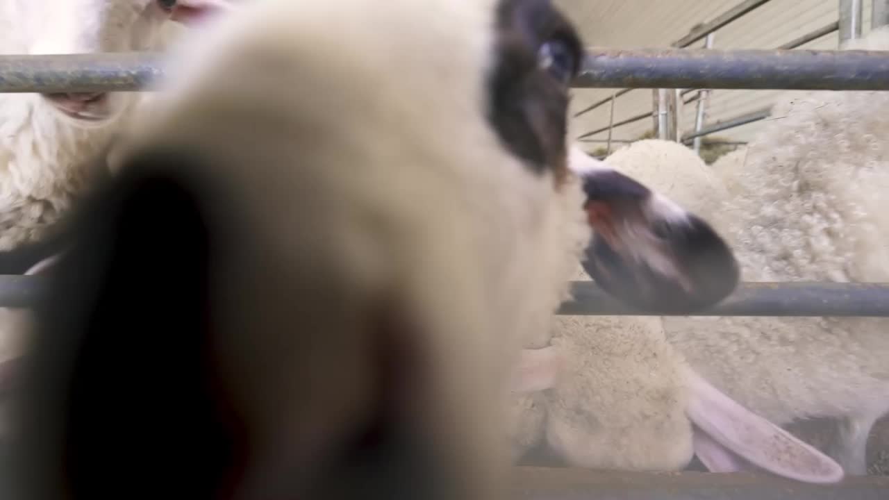 好奇的小绵羊在镜头前越过围栏向外看，呼吸视频下载