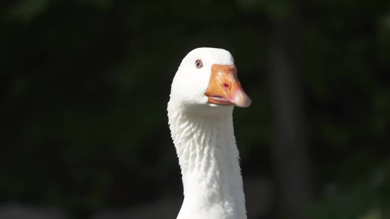 黑色背景中的白鹅头，乡村自然中的农场动物视频下载