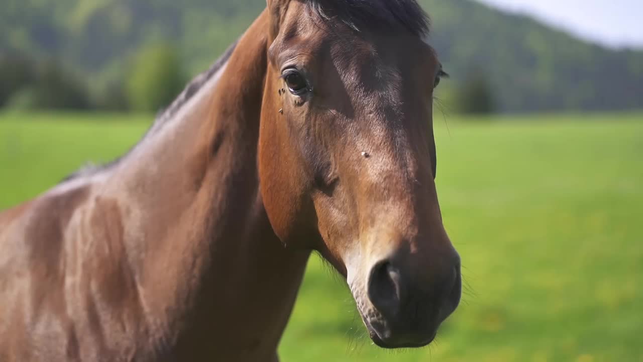 棕色骑马在阳光绿色的自然背景，农场动物在农村自然牧场的肖像视频下载