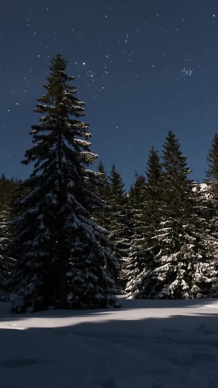 月光下冬季森林上空的蓝色星空星空垂直全景，天文时间流逝视频下载