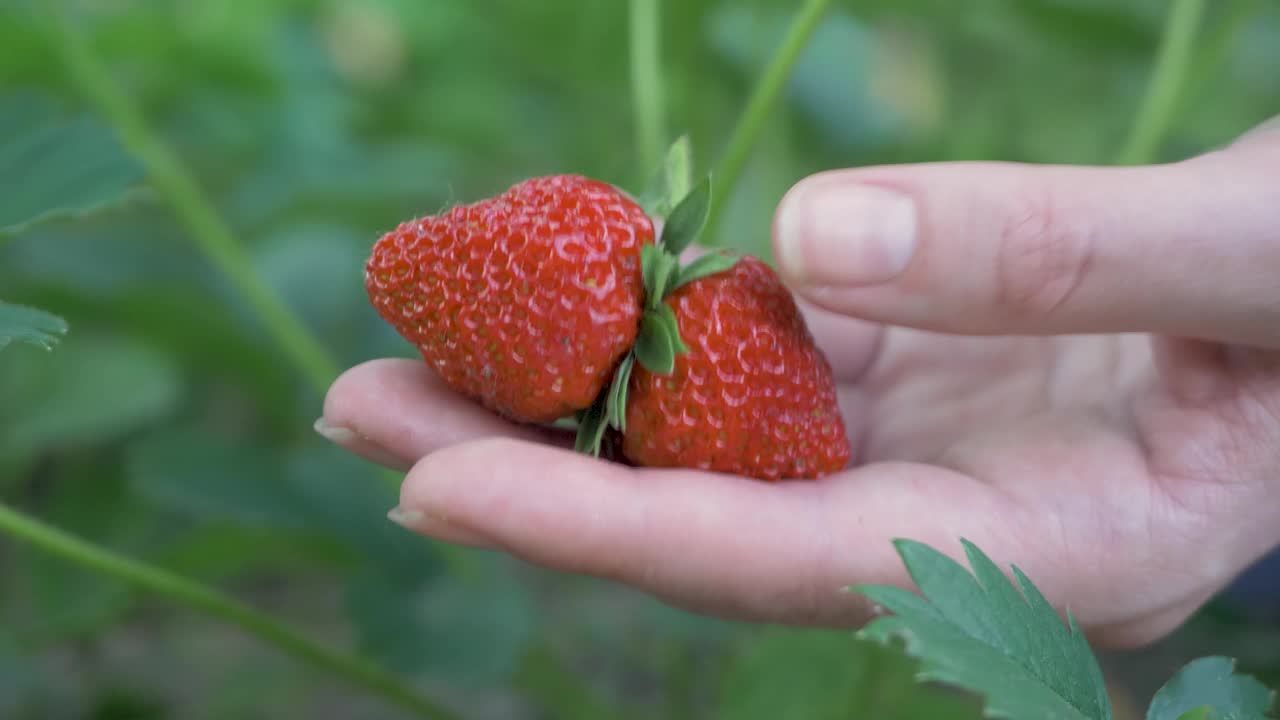 农艺师评估草莓收成的质量视频下载