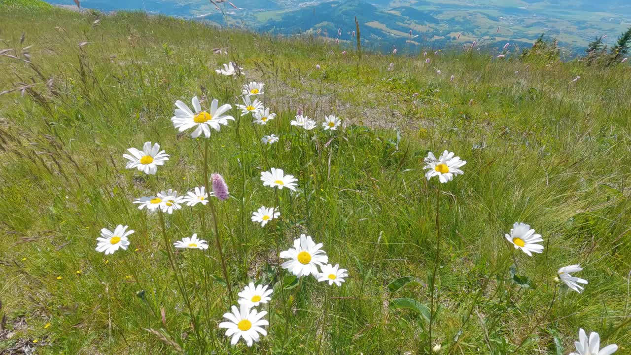 白色盛开的花和草在微风中移动，在绿色的大自然中开花的高山草地视频下载