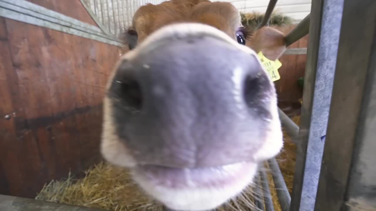 可爱的小牛在马厩里伸出舌头，试图舔镜头的有趣特写视频下载