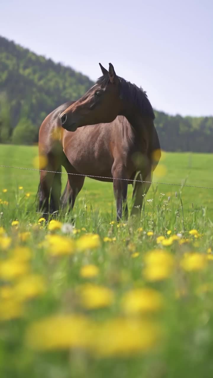 在春天自然的绿色开花草地上骑着棕色的母马的垂直肖像视频下载