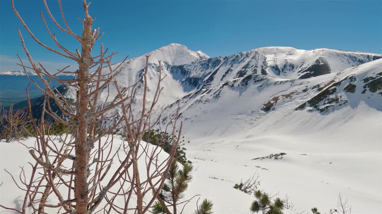 美丽的阳光明媚的一天在冬季阿尔卑斯山山脉与干燥的树木在雪景视频下载