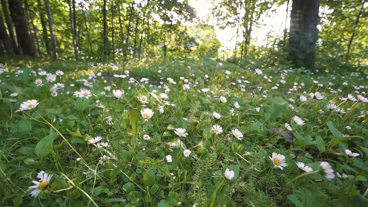 白色的雏菊花盛开在绿色的春林自然中，近距离低角度拍摄视频下载