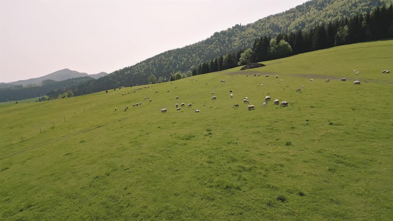 鸟瞰图，羊群在春天的自然草地上吃着新鲜的绿草，自由放养有机农场视频下载