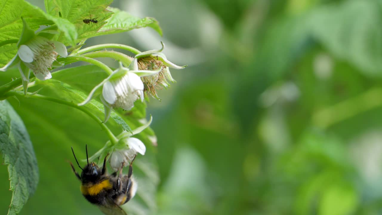 毛茸茸的大黄蜂在树莓丛周围嗡嗡作响，采集甜美的花蜜视频下载