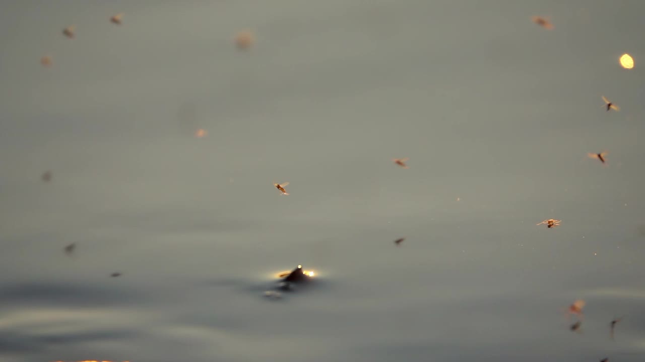 蚊子在水面上缓慢地飞行视频下载