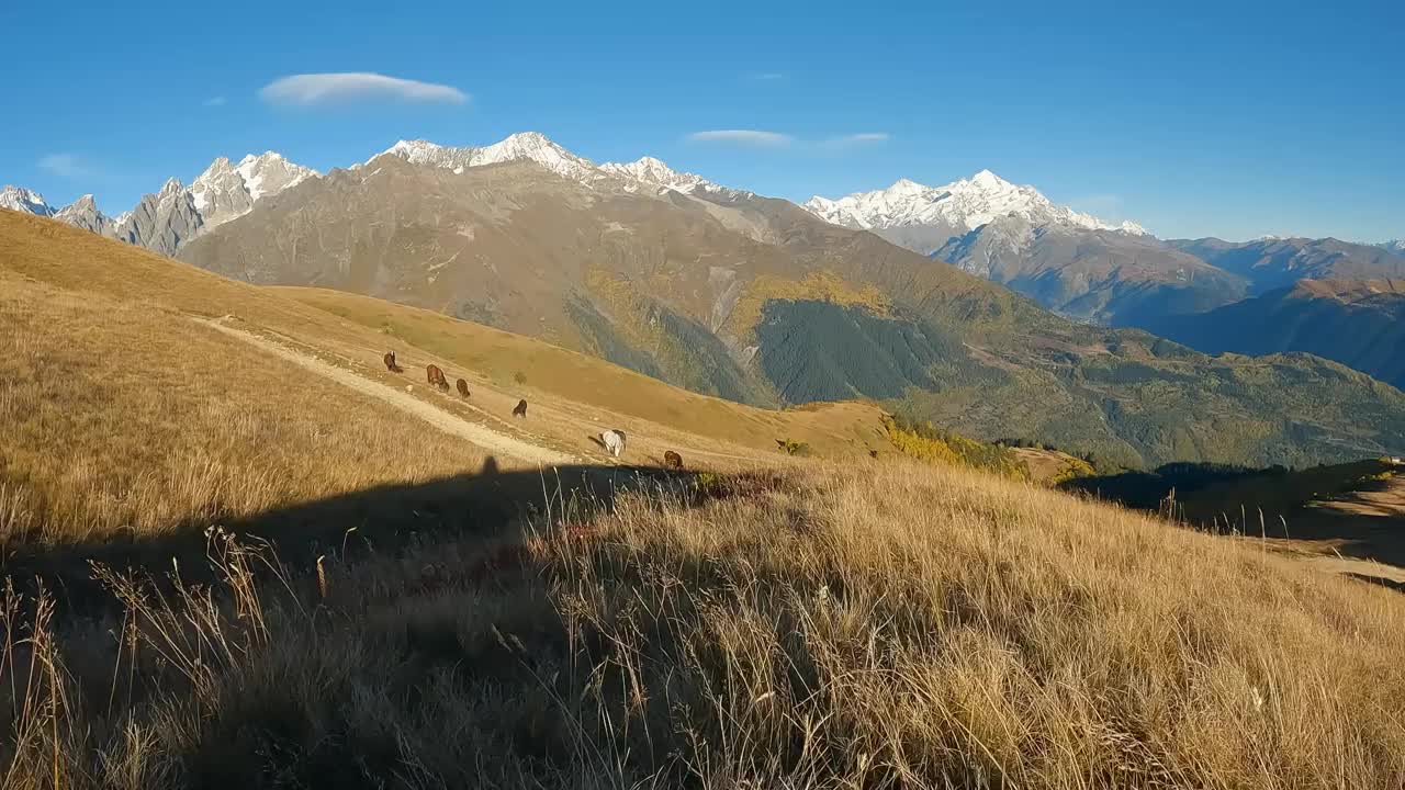 秋天的高加索山脉，白雪皑皑的山峰，在格鲁吉亚平静的阳光自然中，野马自由地吃草视频下载