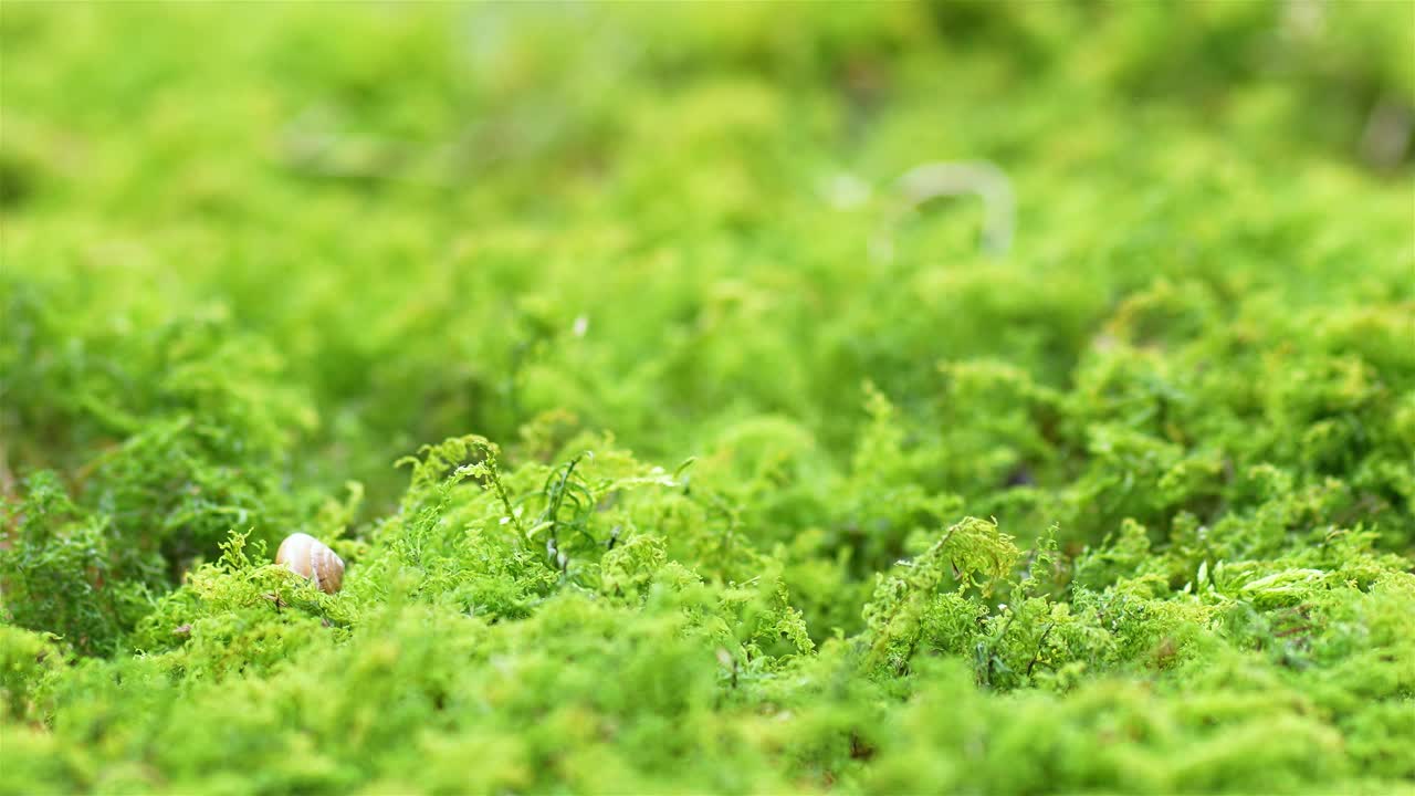 小云杉，生长在春天新鲜的绿色苔藓林中视频下载