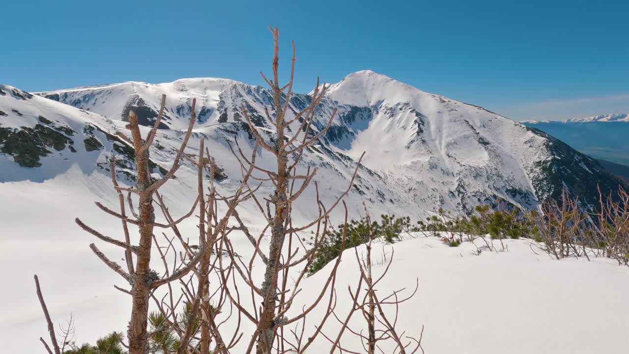 阳光明媚的冬季阿尔卑斯山脉的全景与干燥的山松树在雪的自然视频下载