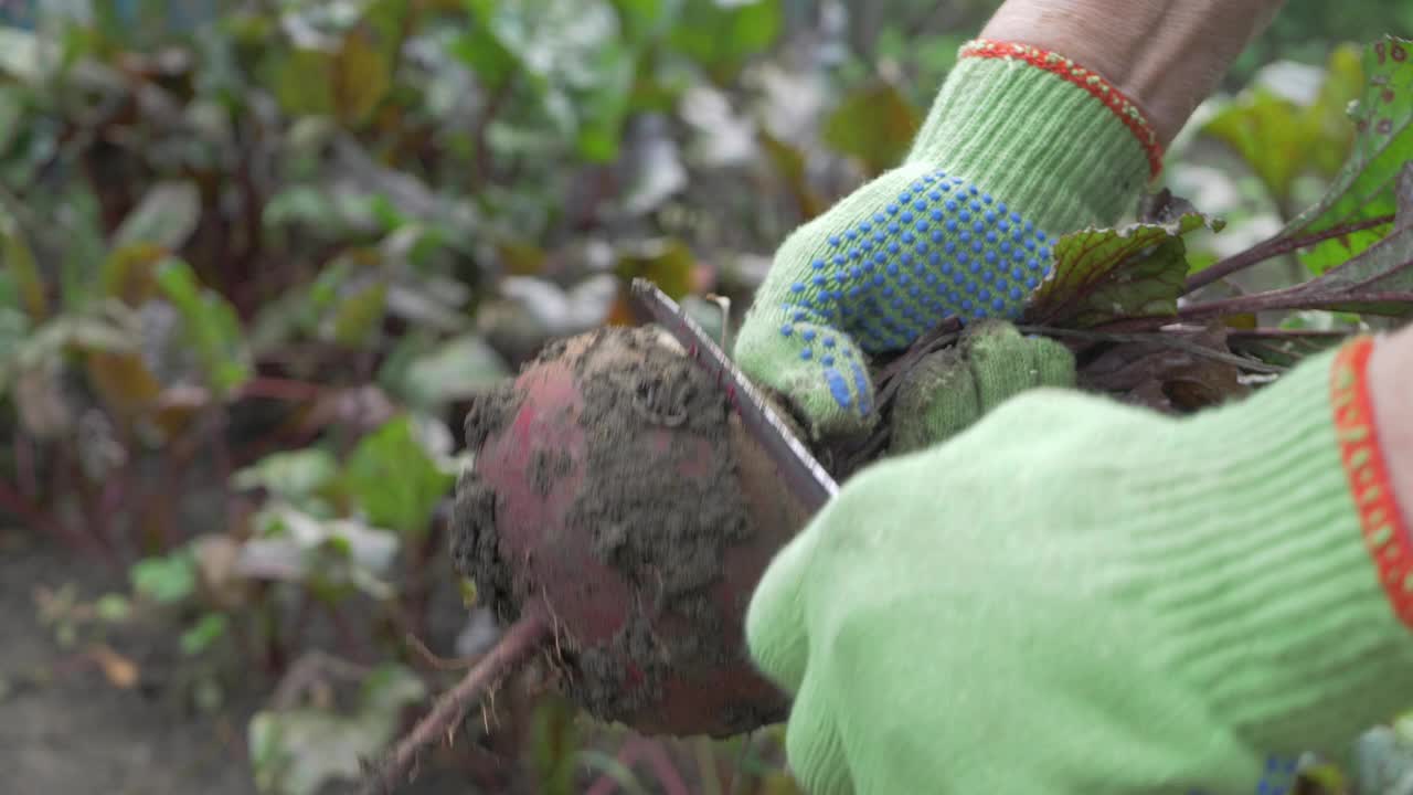 农民戴着手套，用刀小心地从土壤中清理成熟的紫色甜菜根视频下载