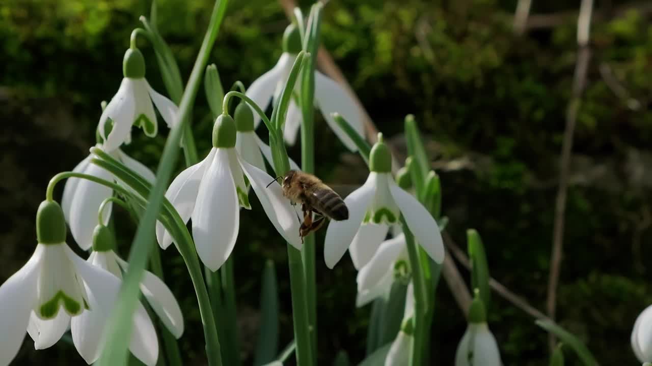 蜜蜂为雪花莲授粉。雪花莲，花，春天视频下载