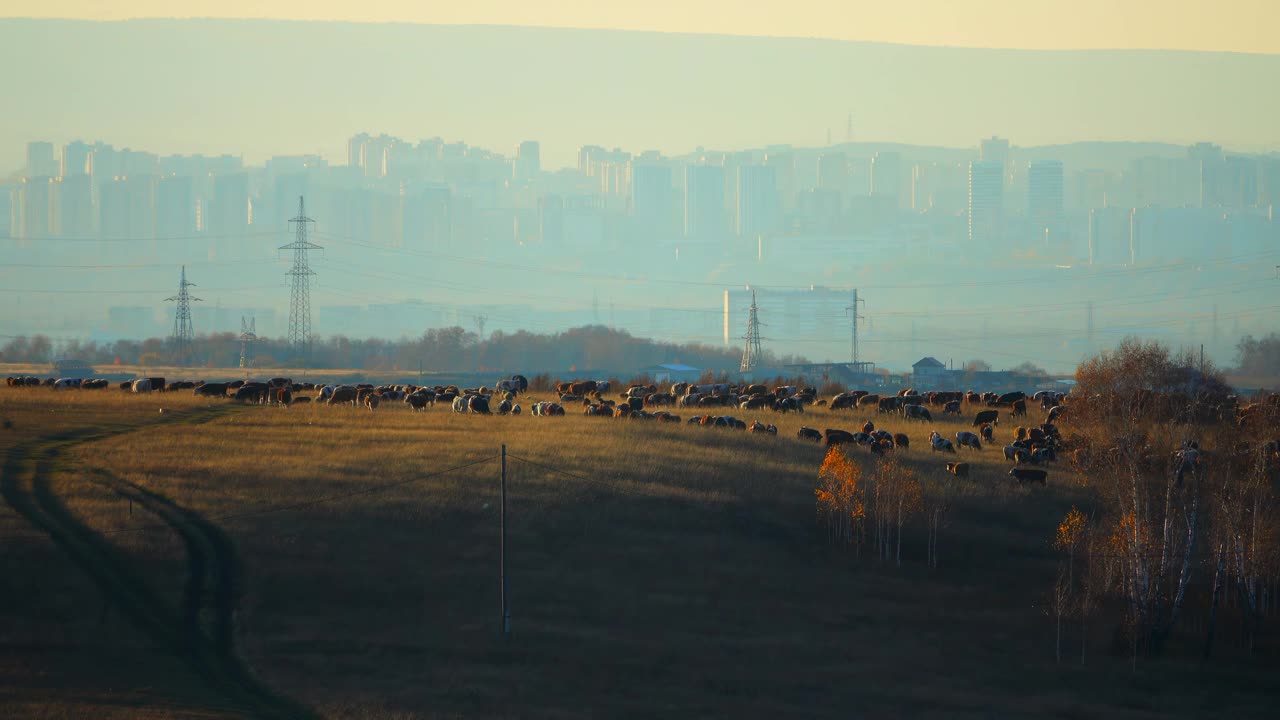 一群牛在小山上吃草，背景是一座大城市视频下载
