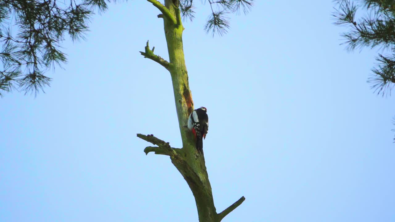 啄木鸟在老树干里觅食，慢镜头视频下载
