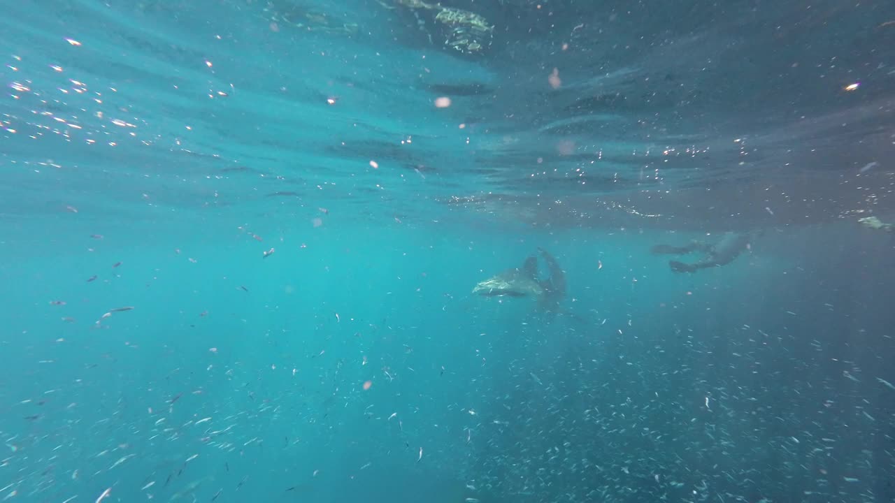 潜水者与鲸鲨相遇的遗愿清单视频素材