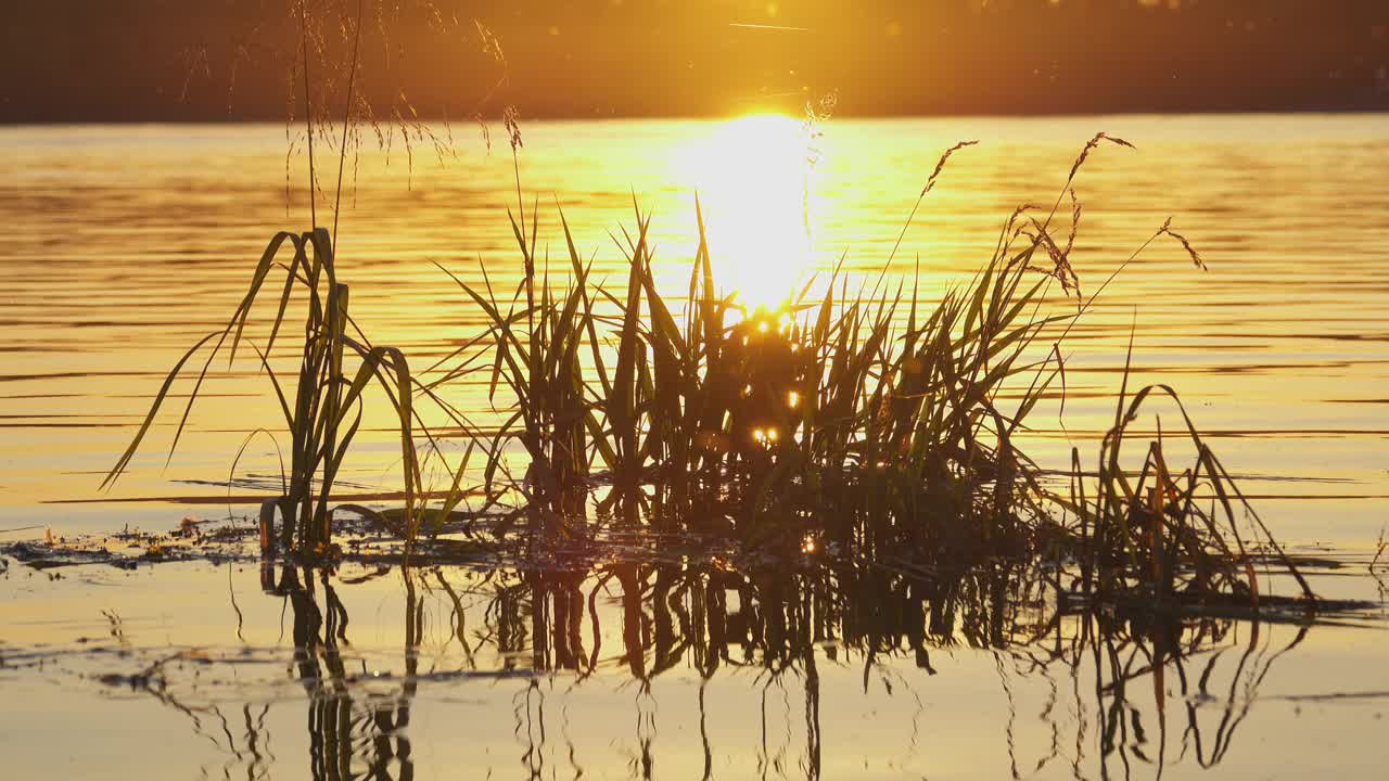 日落时河中央的一束草视频下载
