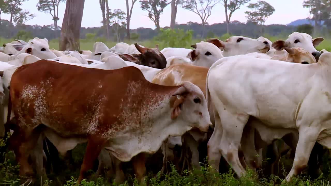 成群结队的尼洛尔牛呈现出迷人的乡村景色视频素材