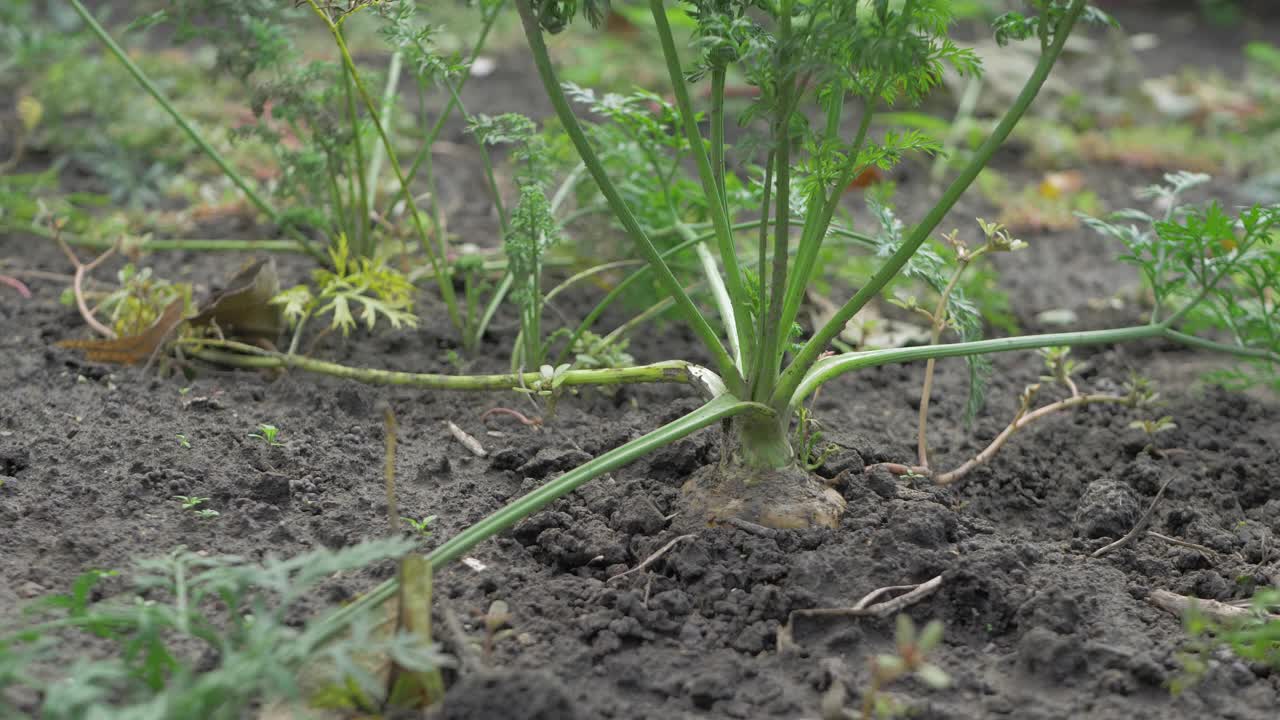 园丁紧紧抓住成熟的胡萝卜，把它从地里拔出来视频下载