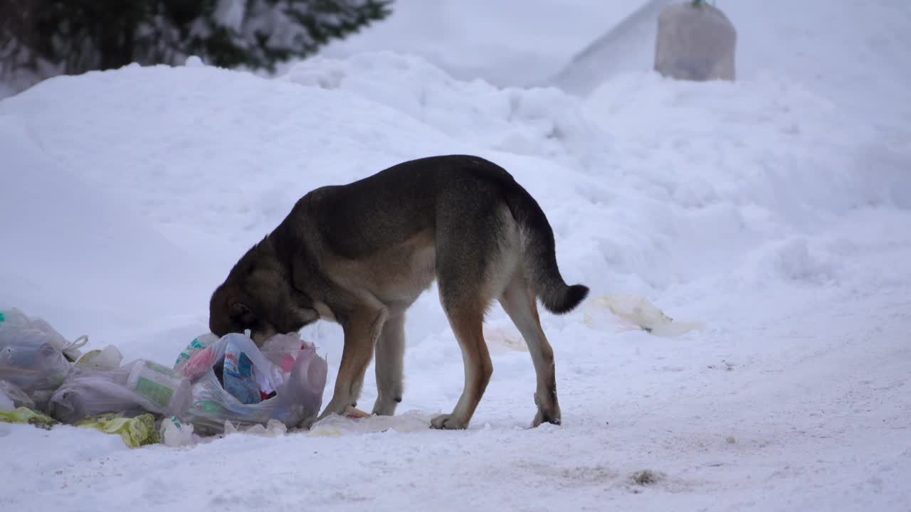 一只无家可归的狗在冬天的垃圾堆里寻找食物视频下载