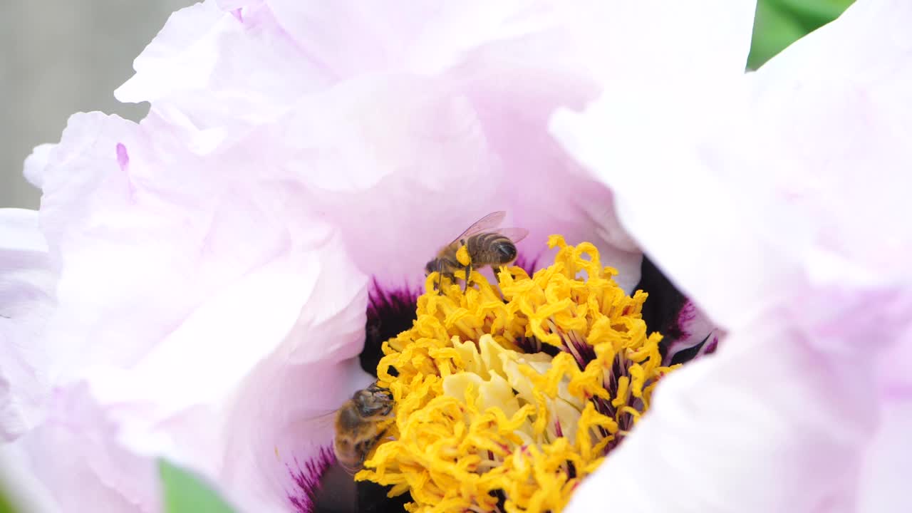 花园里的空气中充满了蜜蜂从白花中榨取花蜜时翅膀的嗡嗡声视频下载