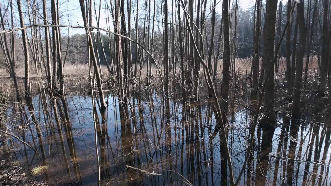 森林里春天的洪水视频下载