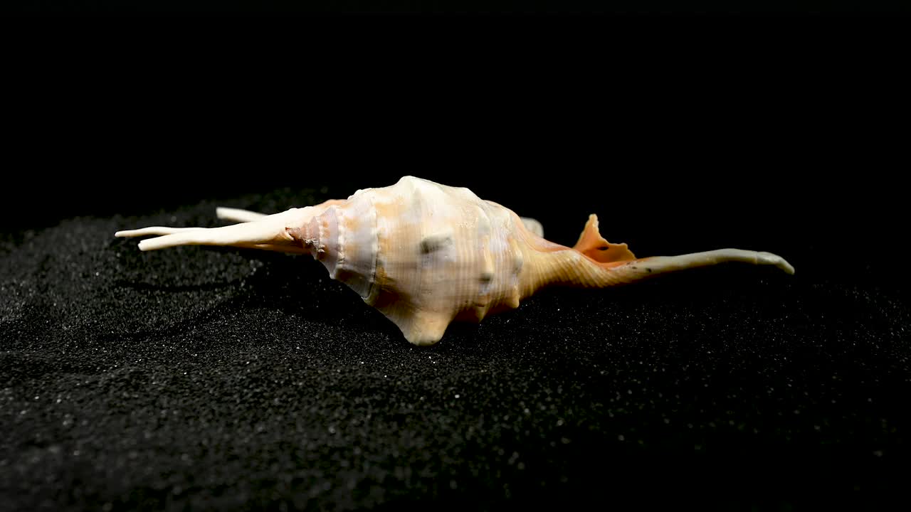 蝎子海螺壳上的黑沙HD视频下载