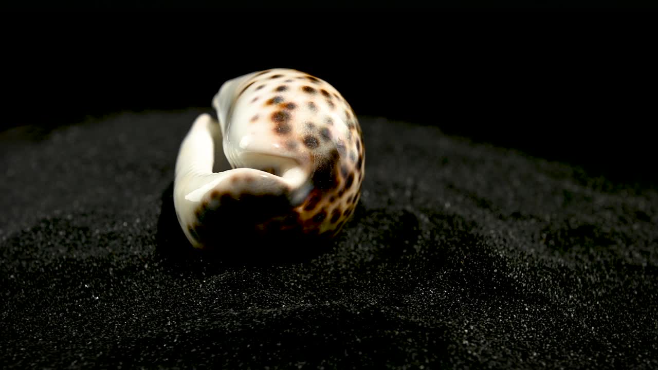 老虎考利贝壳在黑色沙滩HD视频下载