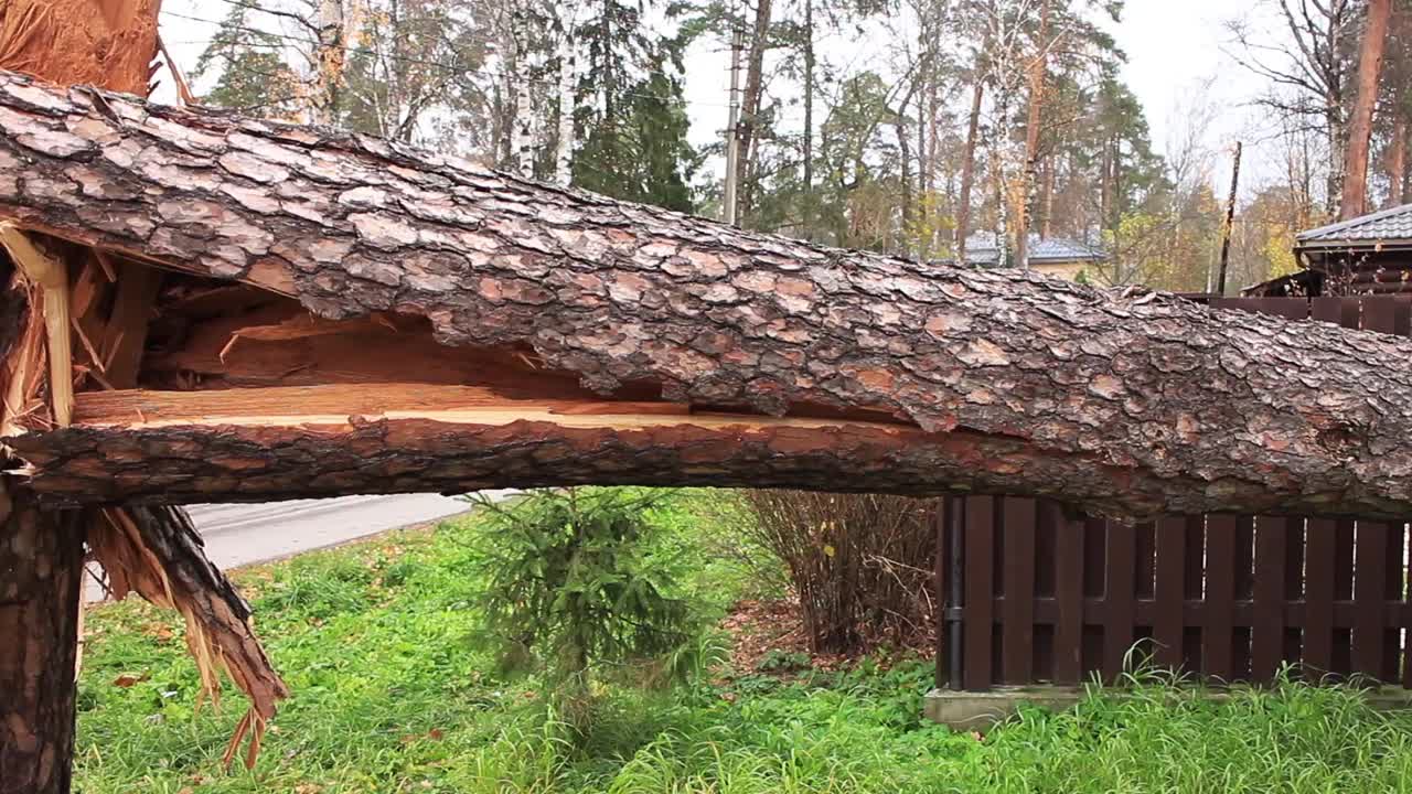 风吹断了一棵大松树视频下载