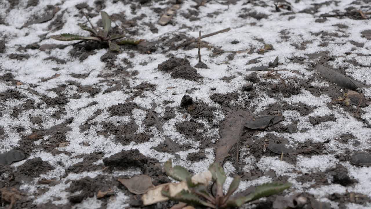 冬天花园床上有雪的湿地视频下载