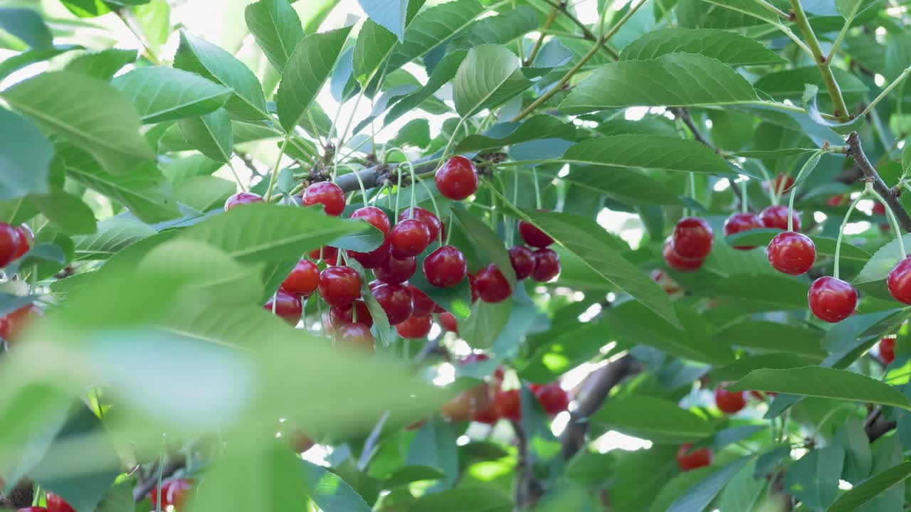 果园里深红色多汁的樱桃视频下载