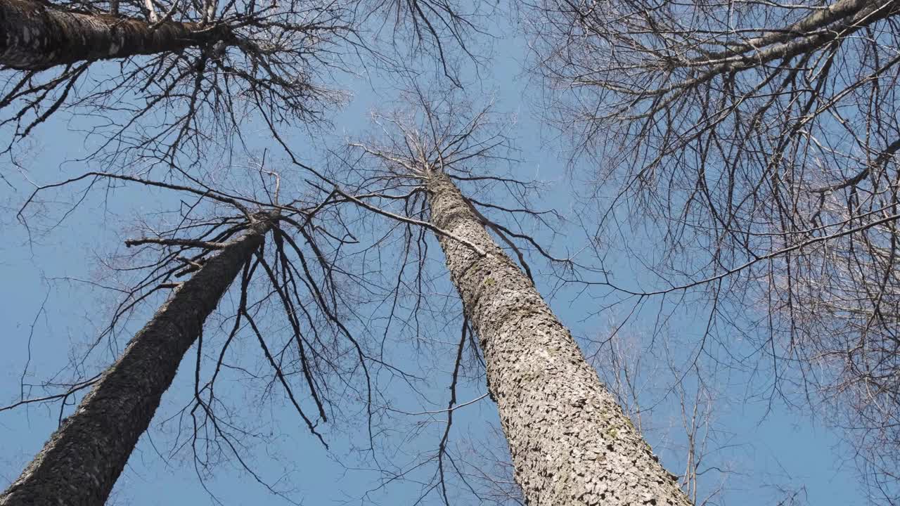 光秃秃的树木天空视频下载