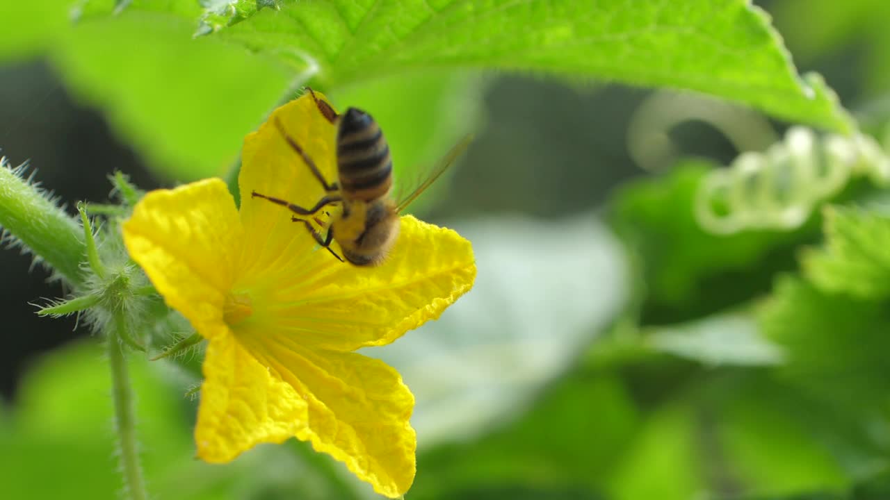 蜜蜂从黄花中采集花蜜视频下载