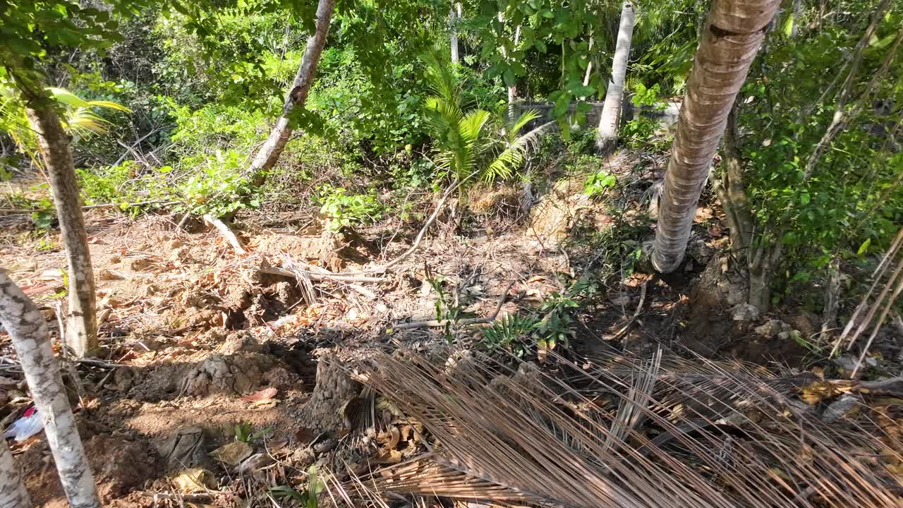 干旱使椰子种植园的河床干涸视频下载