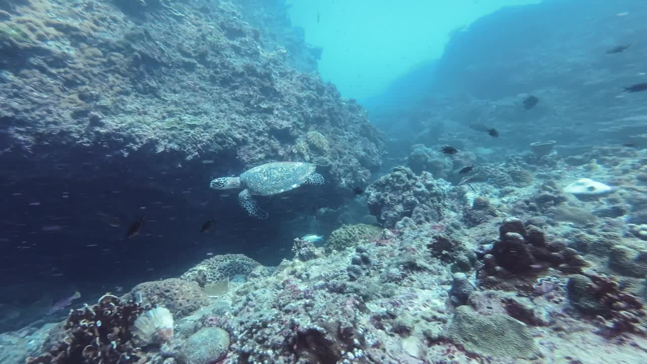 在海洋中与玳瑁龟一起游泳视频素材