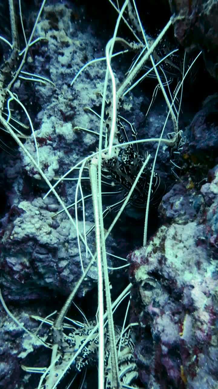 水下珊瑚礁中的彩刺龙虾(Panulirus versicolor)视频素材