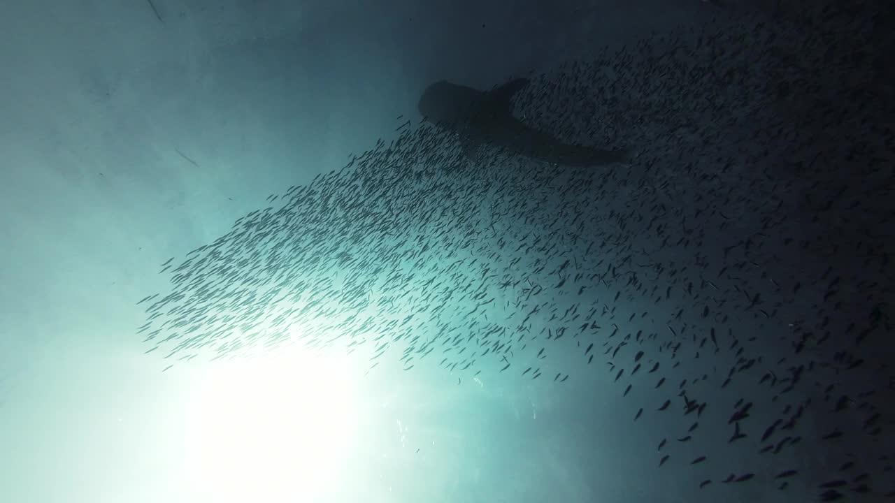 在大鲸鲨下面潜水视频下载