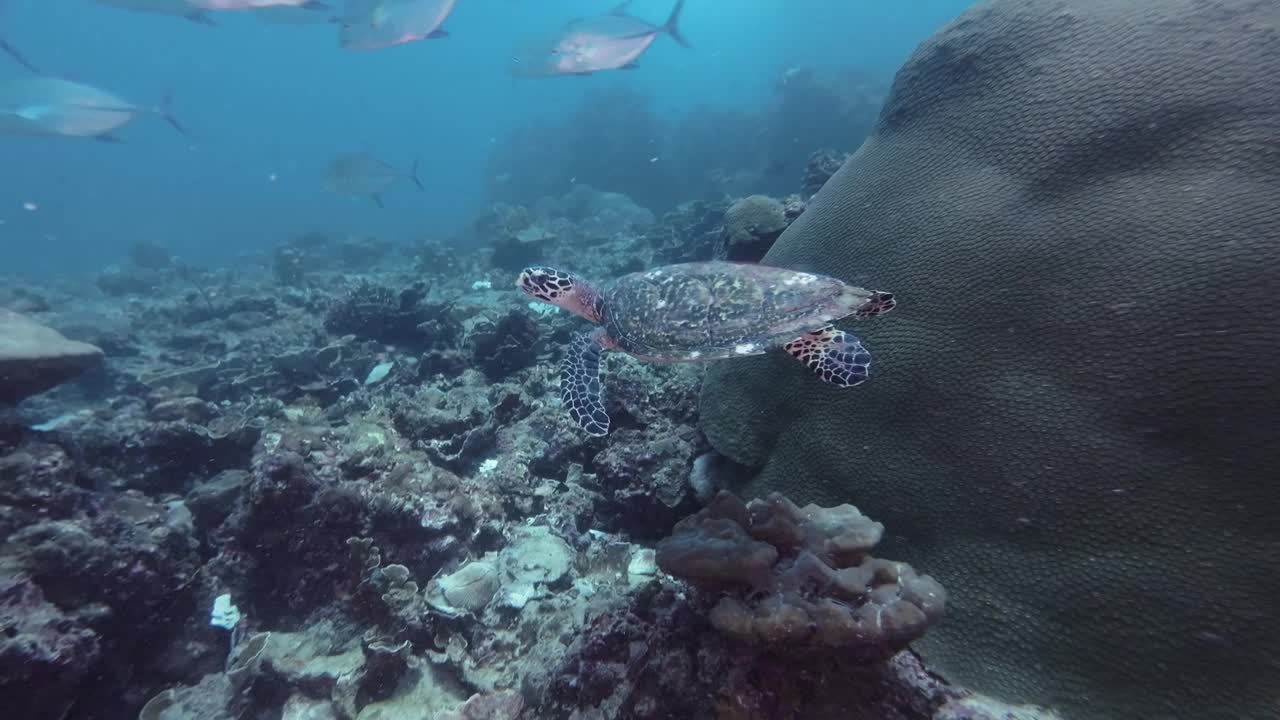 接近濒危物种野生玳瑁海龟水下视频素材
